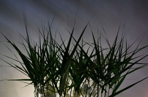 Academy of floristmeister international flowerdesign by Nicola Boletzky – Zuerich/Innsbruck. 2023