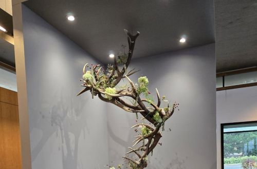 Mistrovská výstava Hall in Tirol - Rakousko 2025