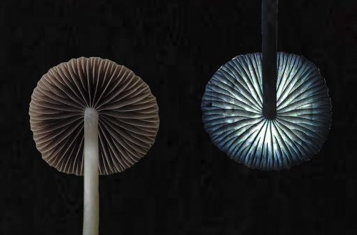 Aneta Školníková - Duhovky - Cena vlastivědného muzea v Olomouci