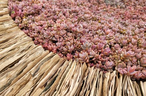 Mistrovská výstava Stuttgart 2023