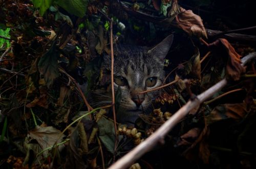 Tereza Valentová - Kočka-každodenní život