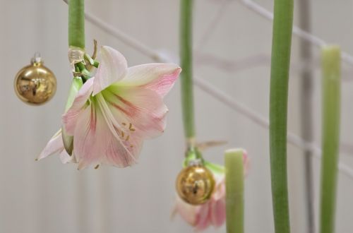 Adventní výstava 2025